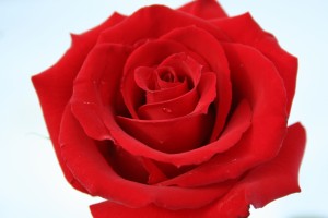 Natural-Red-Rose